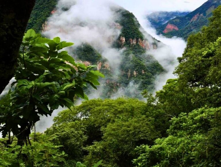 yungas