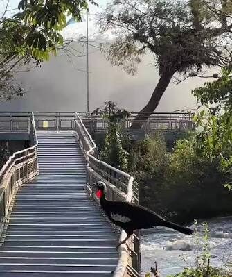 iguazu3